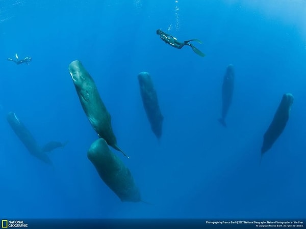 13. Проплывая над спящими, Франко Банфи