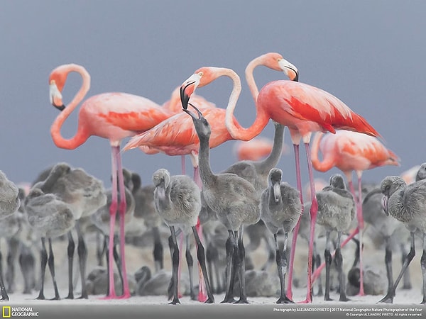 15. Розовые фламинго и птенцы, Алехандро Прието