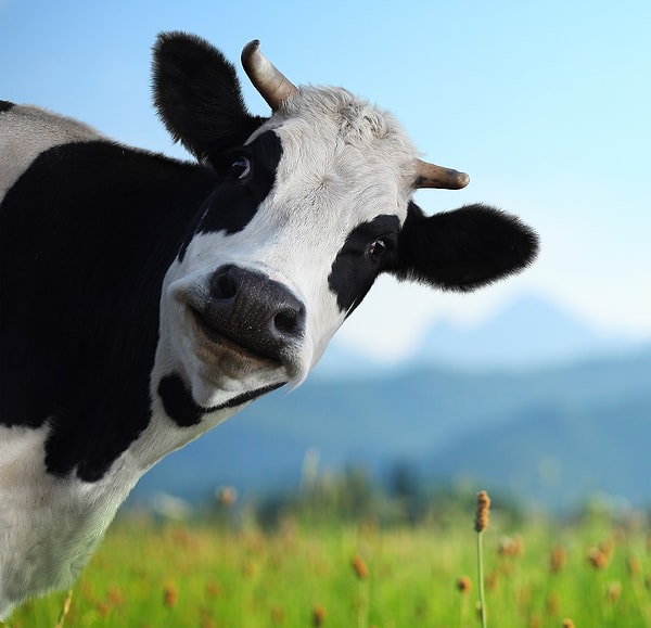 Молоко?! Вот вы и попались :)