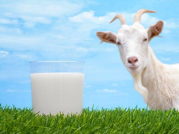 14. 2010’da İngiliz bir keçi sütü imalatçısı, Mariah Carey’nin "All I Want For Christmas is You" şarkısını dinleyen keçilerinin çok daha fazla süt verdiğini keşfetti.