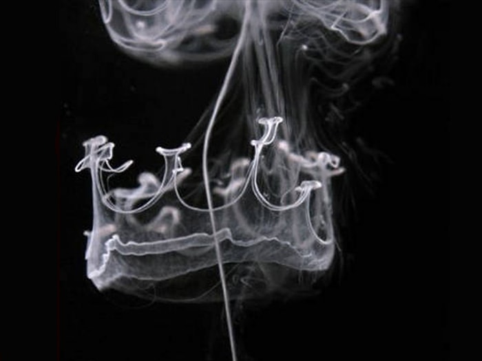 Senin Astral Bedenin Ne Kadar Alfa?