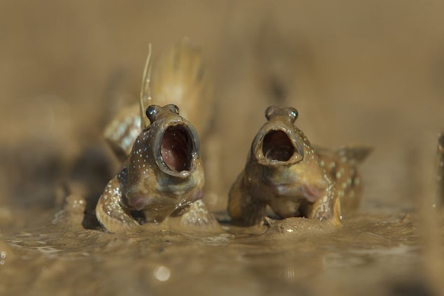 14. "Yetenek Sizsiniz Çamur Zıpzıpları" 📸 Daniel Trim