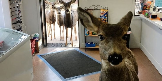 "Не ждали? А мы пришли!": семья оленей из Колорадо решила ознакомиться с ассортиментом магазинных товаров