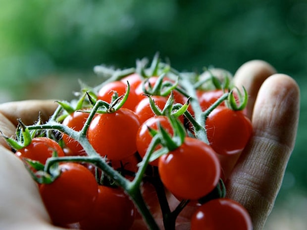 Cherry Domates