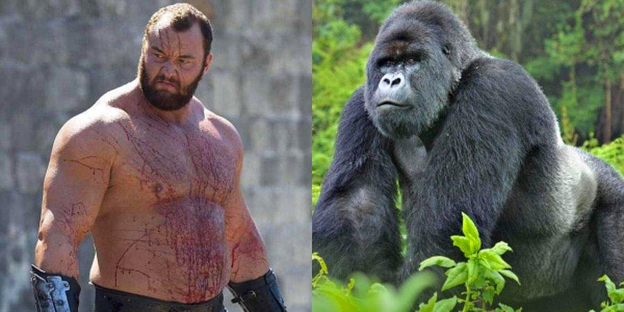 Кто сильнее медведь или горилла. Горилла сильнее человека. Актер похожий на гориллу. Самый сильный человек против гориллы.
