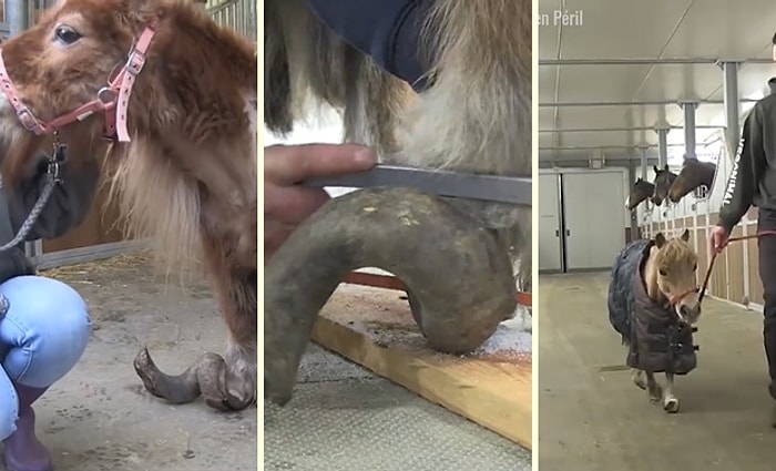 Bakımsızlıktan Yürüyemeyecek Durumdaki Midilliyi 2. Hayatına Kavuşturan Güzel İnsanlar