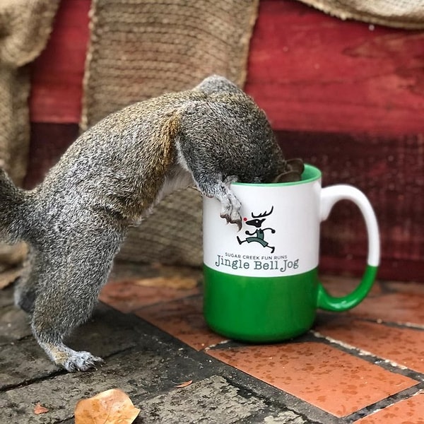 Как только она поправилась, её собирались отпустить в лес, но не тут-то было...