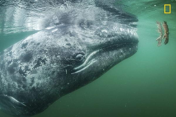 5. Nat Geo yılın fotoğraflarından birinde Meksika sahilinde bir gri balina gördüğü turiste yaklaşıyor.