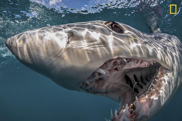 9. Yeni Zelanda'da kendini kameraya göstermek isteyen bir mako köpekbalığı.