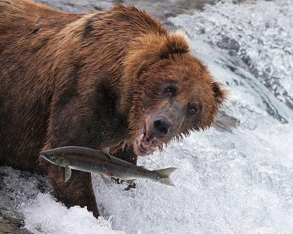 13. Alaska'da zıplayan somona saldırmak üzere bir boz ayı.