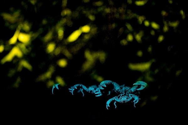 20. Ultraviyole ışığın altında parlayan dev orman akrepleri.