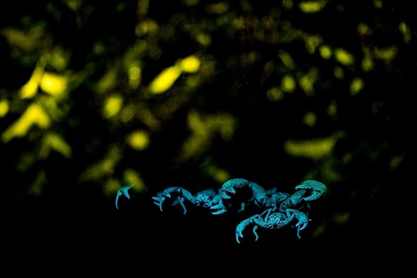 20. Ultraviyole ışığın altında parlayan dev orman akrepleri.