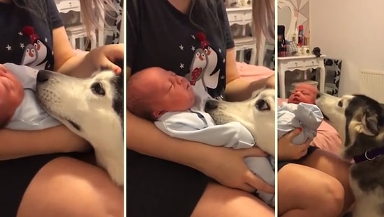 Ailenin Yeni Üyesinden Gözlerini Bir An Olsun Ayıramayan Köpek