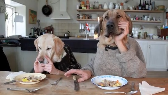 10 фотографий, доказывающих, что животным не чуждо ничто человеческое 🐾