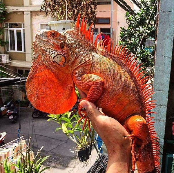 Каким бы странным нам не казалось есть бананы с обезьянами, танцевать со змеями или обниматься с тиграми, его повседневная жизнь проходит именно так.