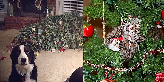 17 доказательств того, что кошек и собак запрещено оставлять в комнате с елками