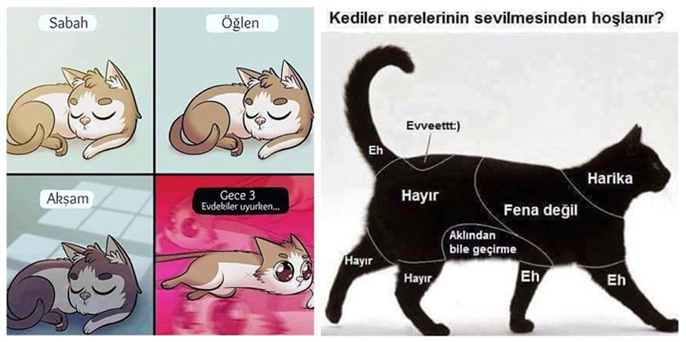 Kedi Sahiplerinin Gözlerinden Kalpler Çıkaracak Anlar ve Kediler Hakkında Bilmeniz Gerekenler