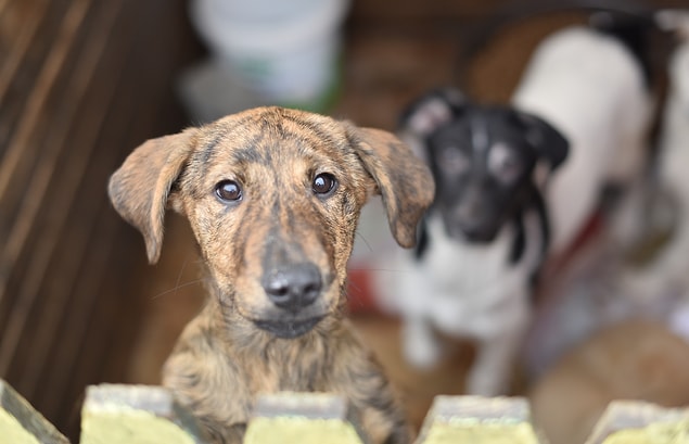 Evet. burası 3 binden fazla köpeğin barındığı, tedavi edildiği ve hayvan dostlarının yeni dostlar edindiği Yedikule Hayvan Barınağı.