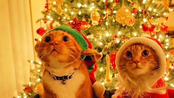 2. Ваше любимое рождественское занятие?