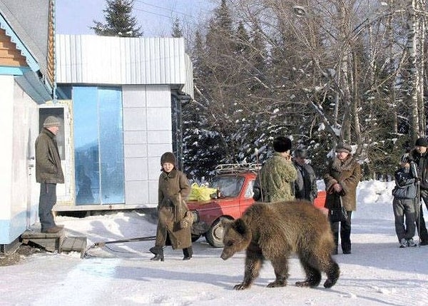 11. Медведи в России: что тут такого необычного?