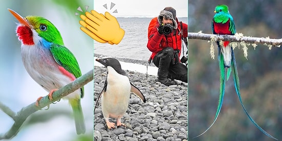 Bu Şahane Adamı Tanımalısınız: Rengarenk Kuşların Peşindeki Türk Araştırmacıdan Muazzam İşler!