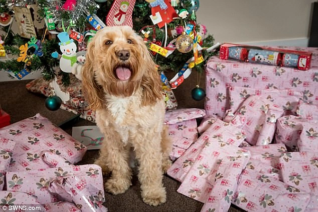 Eşi ve Oğlunun Gözü Yaşlı Köpeğinin Noel Hediyelerine 5000 TL Harcayan Kadın 3