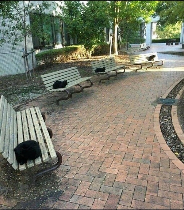 8. Совершенно ясно, что котейки что-то замышляют