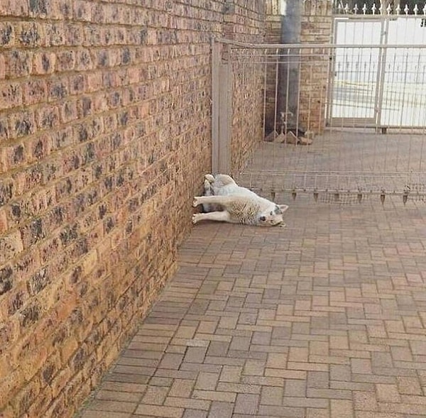 10. Хотя если научиться справляться с гравитацией так же, как этот пес, парашют может и не понадобиться