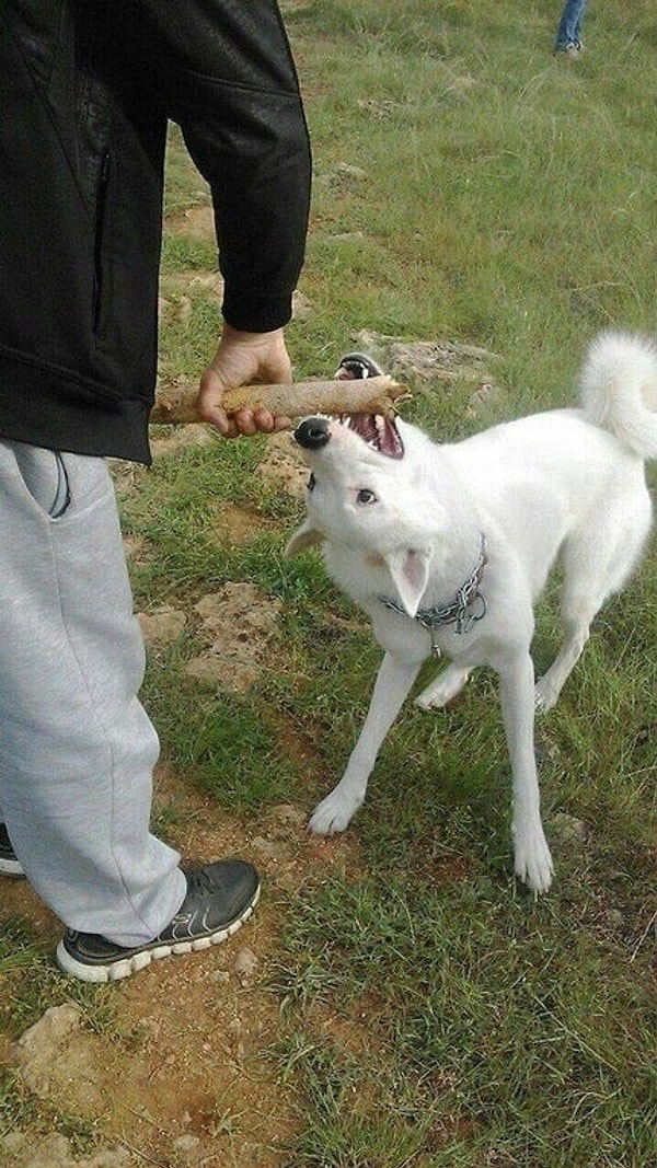 15. Этой собаке нужен экзорцист