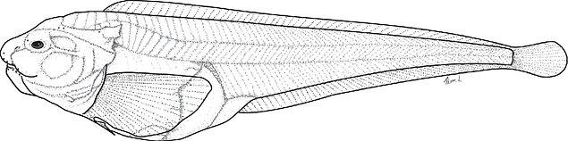 Balığın baş bölgesi 1600 filin aynı anda yaptığı basınçtan daha fazla su basıncına dayanıklıdır.
