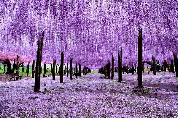 14. Gerçek gibi çizim değil, çizim gibi manzara. Japonya'dan Wisteria ağaçları ve uzun uzun bakıştığımız o renkleri.