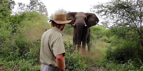 Vahşi File Geri Vites Yaptıran Cesur Safari Rehberi