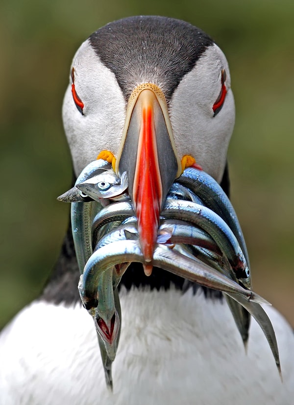 5. Автор: Найджел Ходсон, "Грозный тупик с полным клювом рыбы"