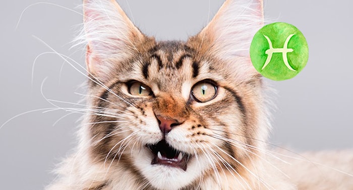 Как вели бы себя знаки зодиака, если бы были кошками