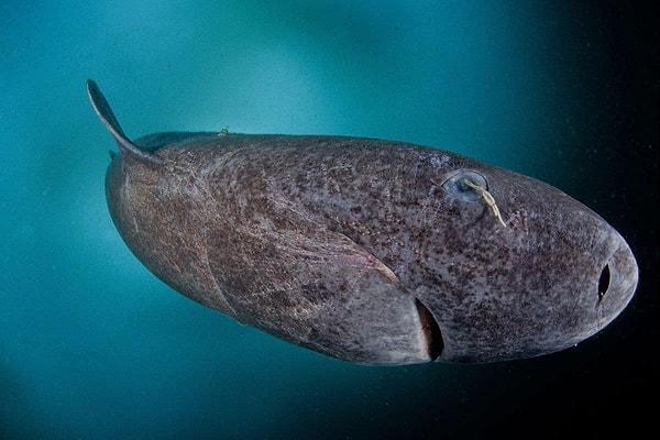 5. Bir Grönland köpek balığı. Nam-ı diğer 512 yaşında, dünyanın en yaşlı omurgalısı.