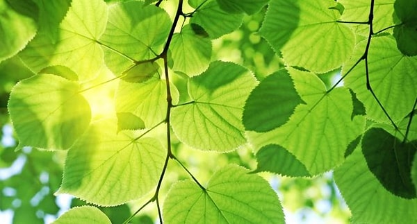 9. Как называется процесс поглощения углекислого газа и выделения кислорода растениями на свету?