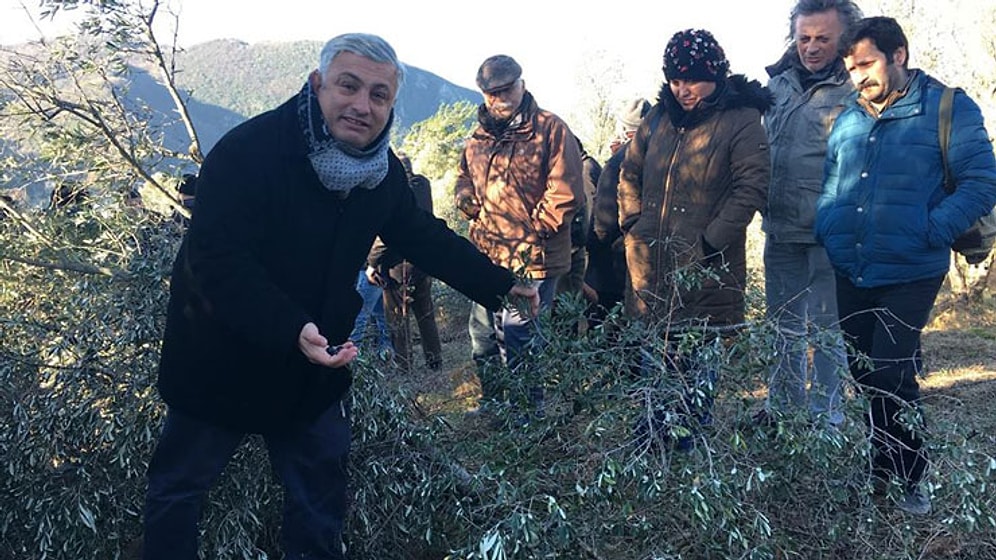 Amasra'da Termik Santral İçin Kesilen Zeytin Ağaçlarına Halkın İsyanı