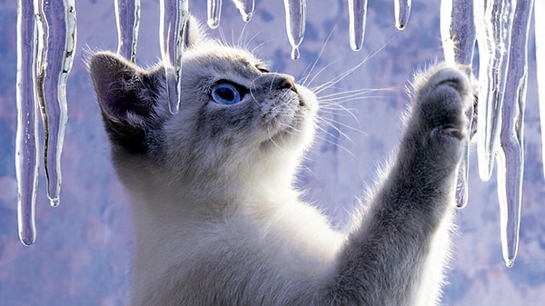 4. Гадание с кошкой