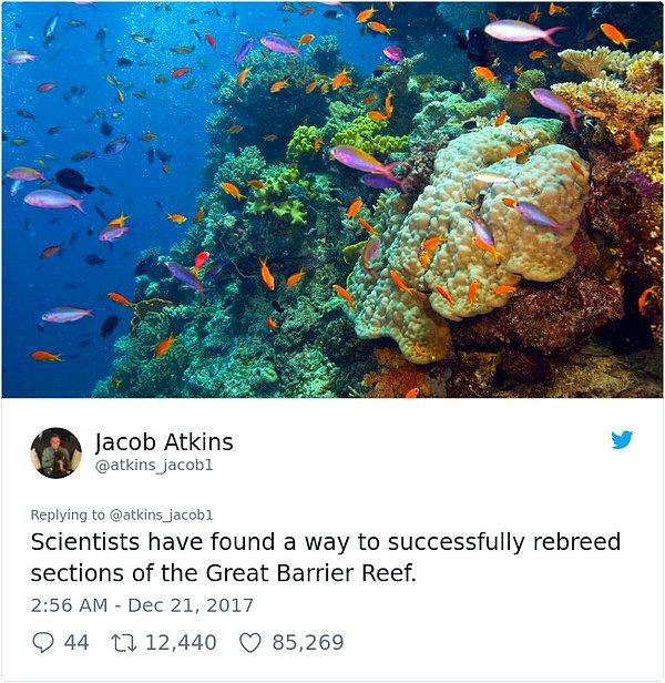 "Bilim insanları Büyük Set Resifi'nin bazı kısımlarını tekrar yetiştirebilmenin başarılı bir yöntemini buldular."