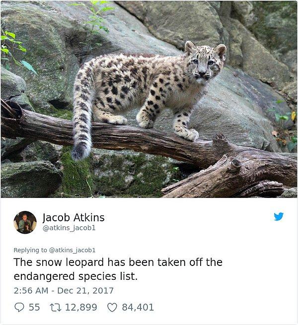 "Kar leoparı artık nesli tehlikede olan hayvanlar arasında değil."