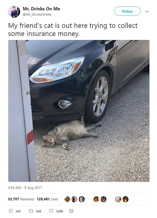 20. "Arkadaşımın kedisi gelmiş burada sigortadan para koparmaya çalışıyor."