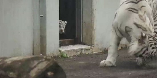 Annesinin Ödünü Patlatan Beyaz Kaplan Yavrusu