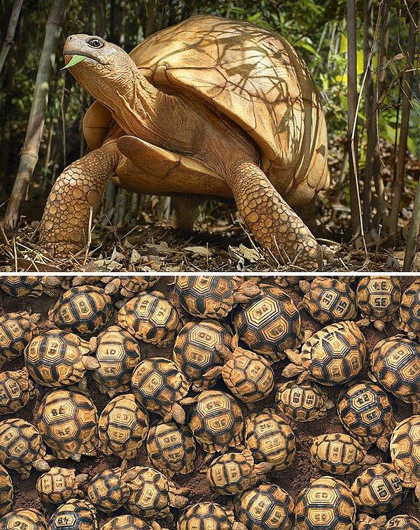 9. Madagaskar Kaplumbağası