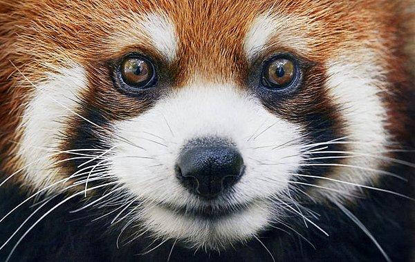 10. Küçük Panda / Kızıl Panda
