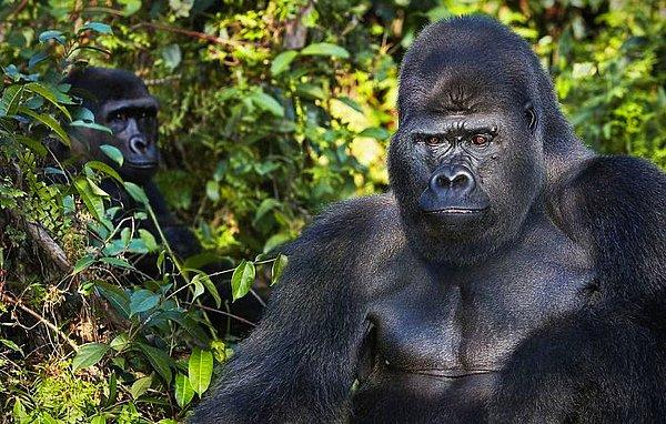 19. Batı Afrika Düzlük Gorili