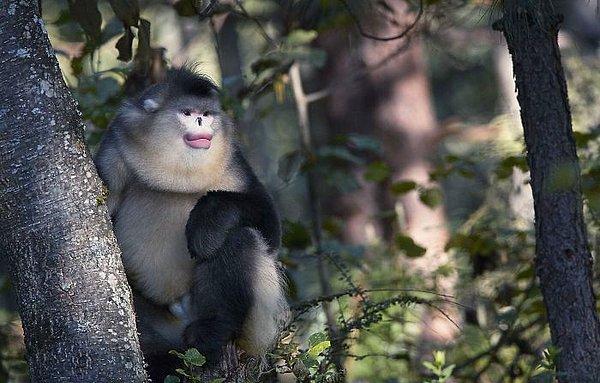 27. Yunnan Çimdik Burunlu Maymunu