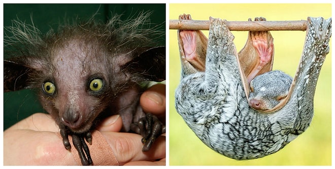 10 животных, о существовании которых вы даже не подозревали