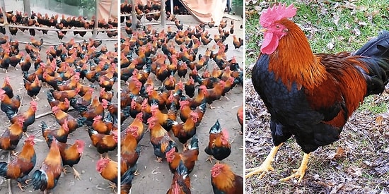 Siz Hiç Bu Kadar Horozu Bir Arada Gördünüz mü?