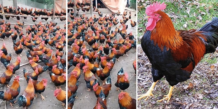 Siz Hiç Bu Kadar Horozu Bir Arada Gördünüz mü?