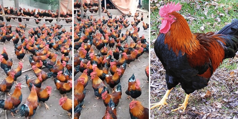 Siz Hiç Bu Kadar Horozu Bir Arada Gördünüz mü?